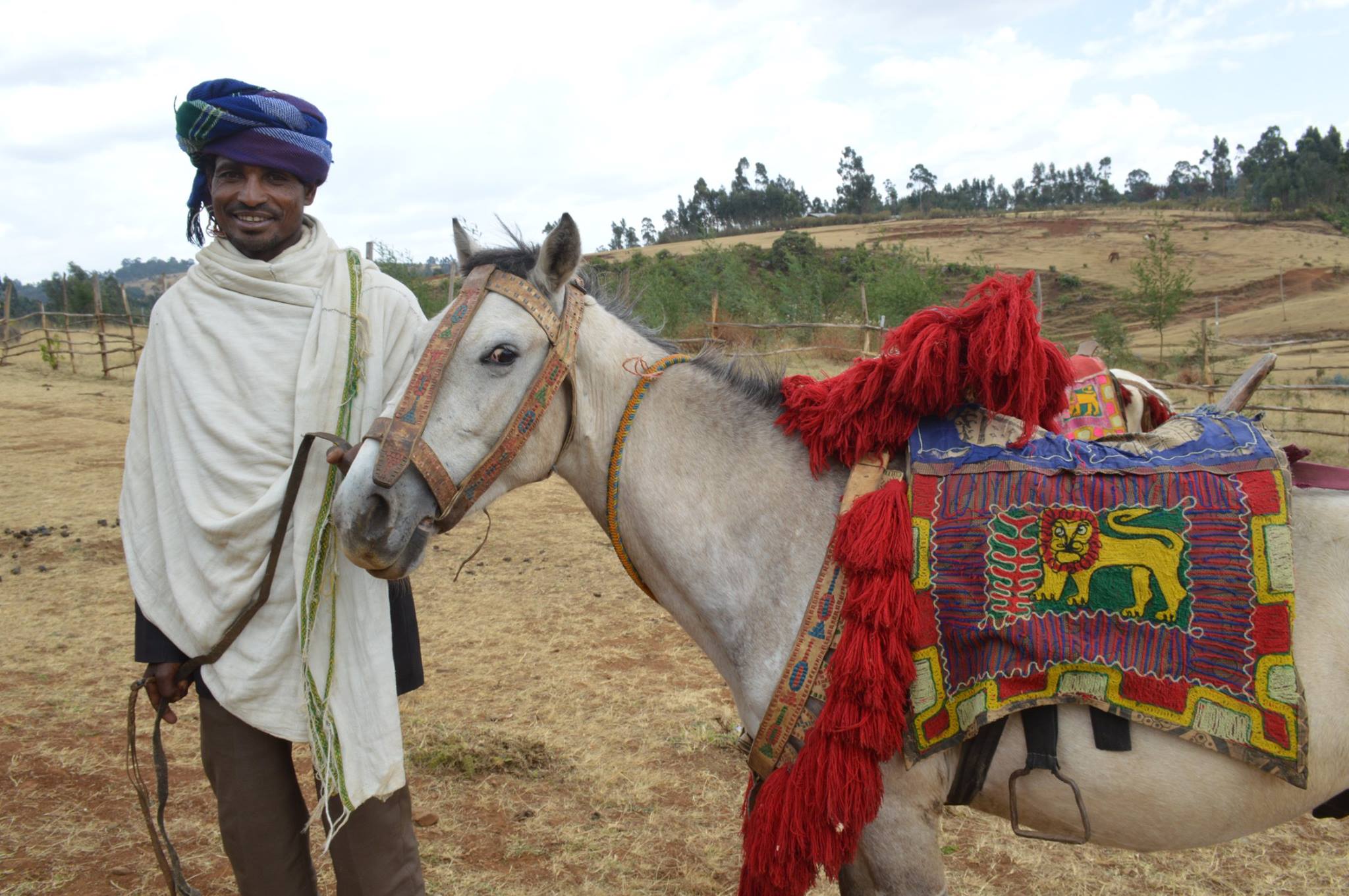 Ethiopian Horses
